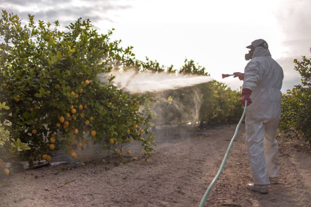 Best Local Pest Control Services  in Tupelo, MS