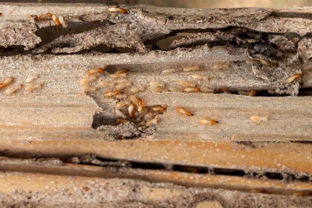 Pest Control for Restaurants in Tupelo, MS